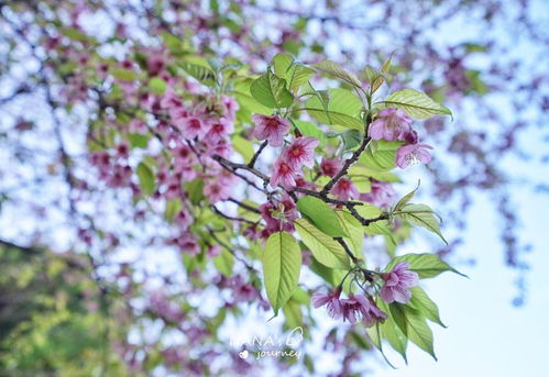 在攀枝花的深山中,隱藏著這樣一個溶洞,一步一景仿佛仙境