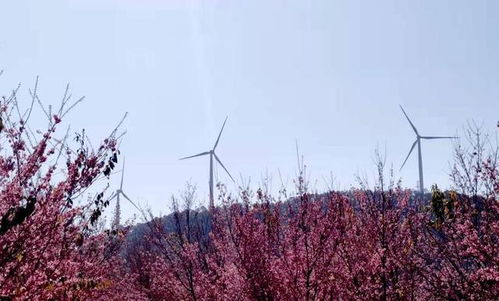 四川攀枝花市長虞平 打造釩鈦和清潔能源 兩大千億產(chǎn)業(yè) 建實(shí)氫能產(chǎn)業(yè)示范城市