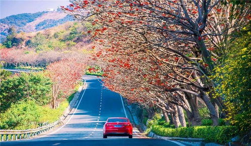 攀枝花 快來(lái)過(guò)春天 一城鮮花都為你開(kāi)好啦