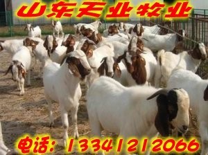 攀枝花哪里能買(mǎi)到改良肉牛_農(nóng)副產(chǎn)品_世界工廠網(wǎng)