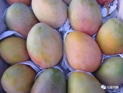 四川21市州領導變身&ldquo;金牌推銷員&rdquo; 為&ldquo;自家&rdquo;農(nóng)產(chǎn)品代言,你猜攀枝花推薦的農(nóng)產(chǎn)品是啥?