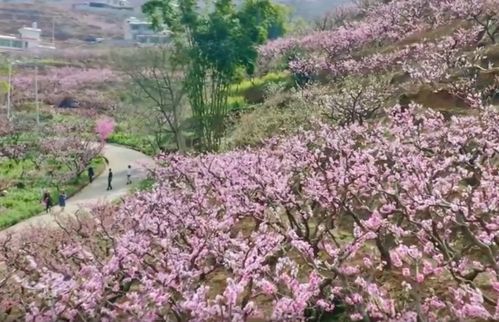 視頻 可愛深紅愛淺紅 攀枝花仁和區3500畝桃花 云端 賞