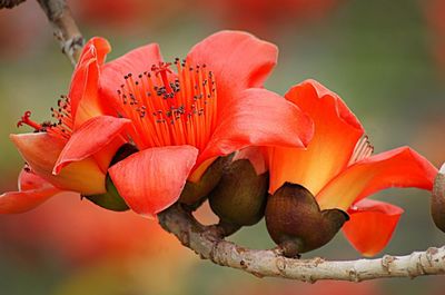 冬未至,春已來!最新消息:攀枝花開啦!