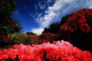 攀枝花這個用100多畝鮮花編織的彩色迷宮,隨手一拍都美慘了