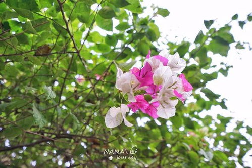 攀枝花的一個(gè)低調(diào)公園,是每年三角梅賞花游最佳地方