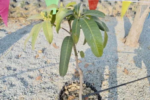 攀枝花人家家都有的仁和20年老字號(hào),居然是ta 你吃過(guò)嗎