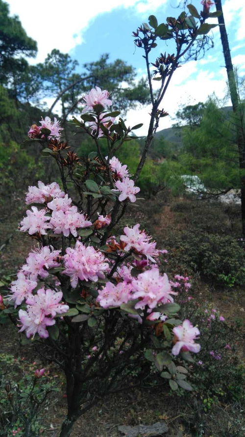 攀枝花人快看今年最新索瑪花觀賞指南 小長(zhǎng)假你才不會(huì)白跑
