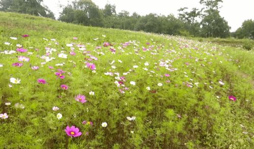 ta竟藏在這里 攀枝花這片格?；êＨ侨俗? class=