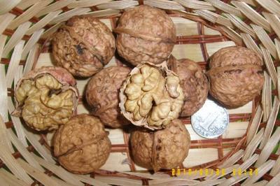 【嫁接李子樹苗】價格、產品供應,嫁接李子樹苗廠家批發-1024商務網