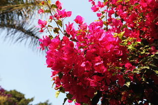 植樹節大作戰 給攀枝花點顏色看看