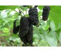 鹽邊縣華威種植家庭農(nóng)場 品味攀枝花自家產(chǎn)新世紀(jì)芒果的自然甘甜